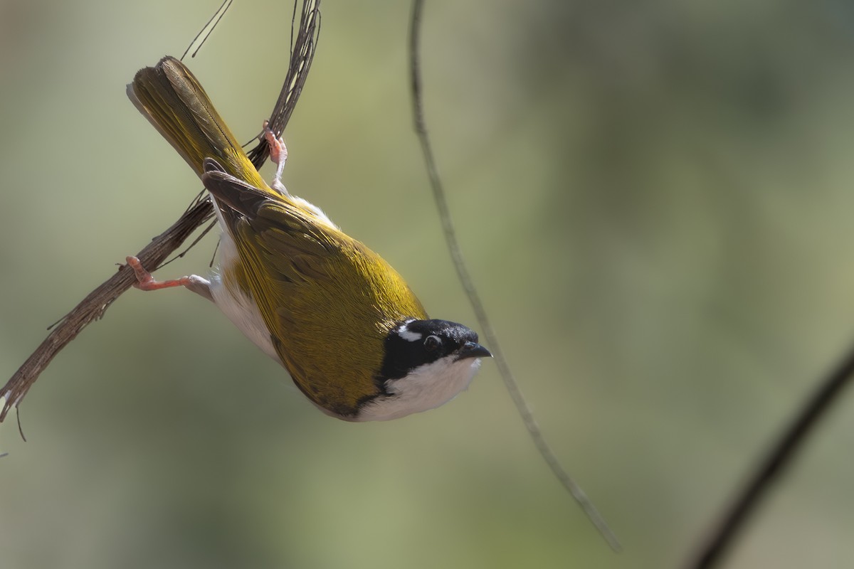White-throated Honeyeater - ML642692408