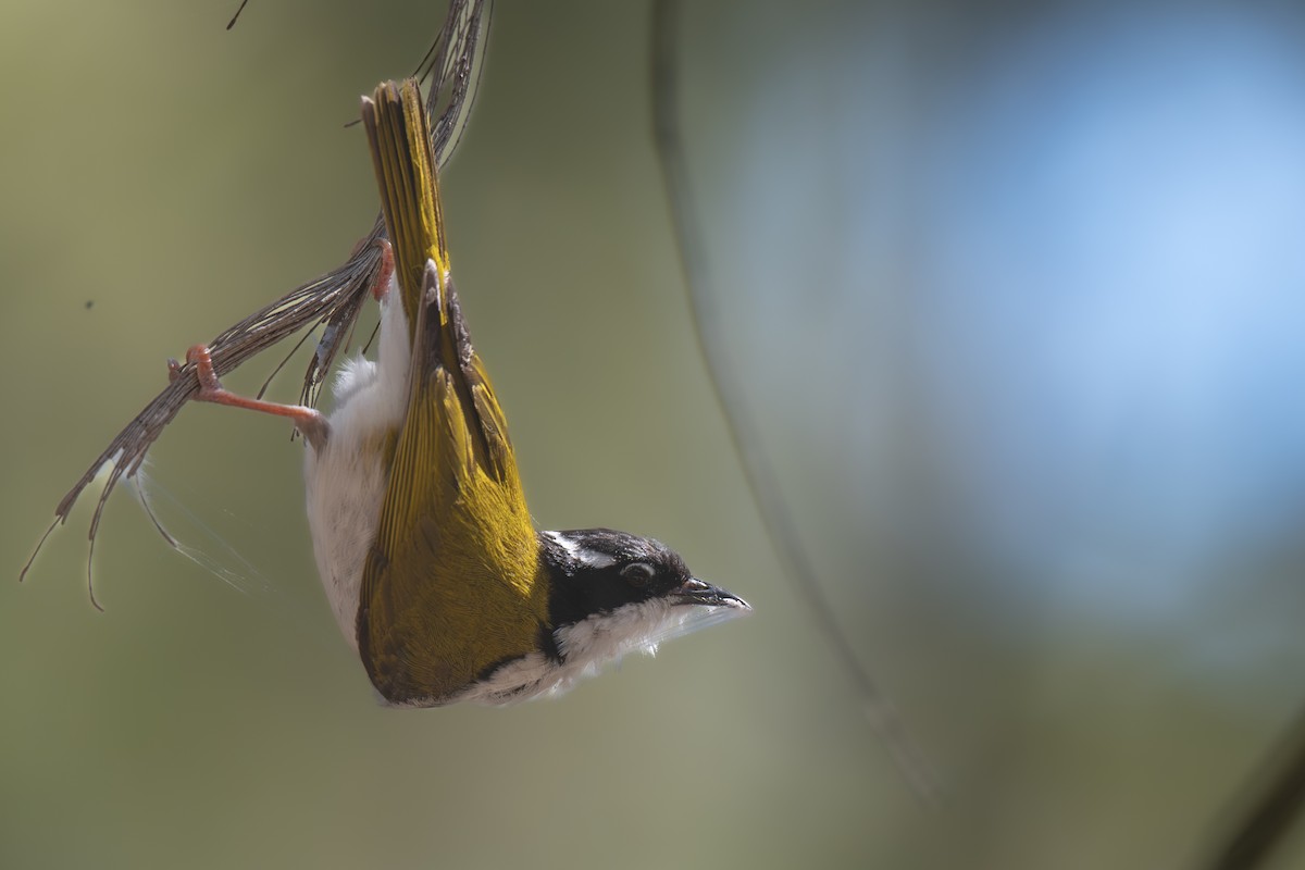 White-throated Honeyeater - ML642692409