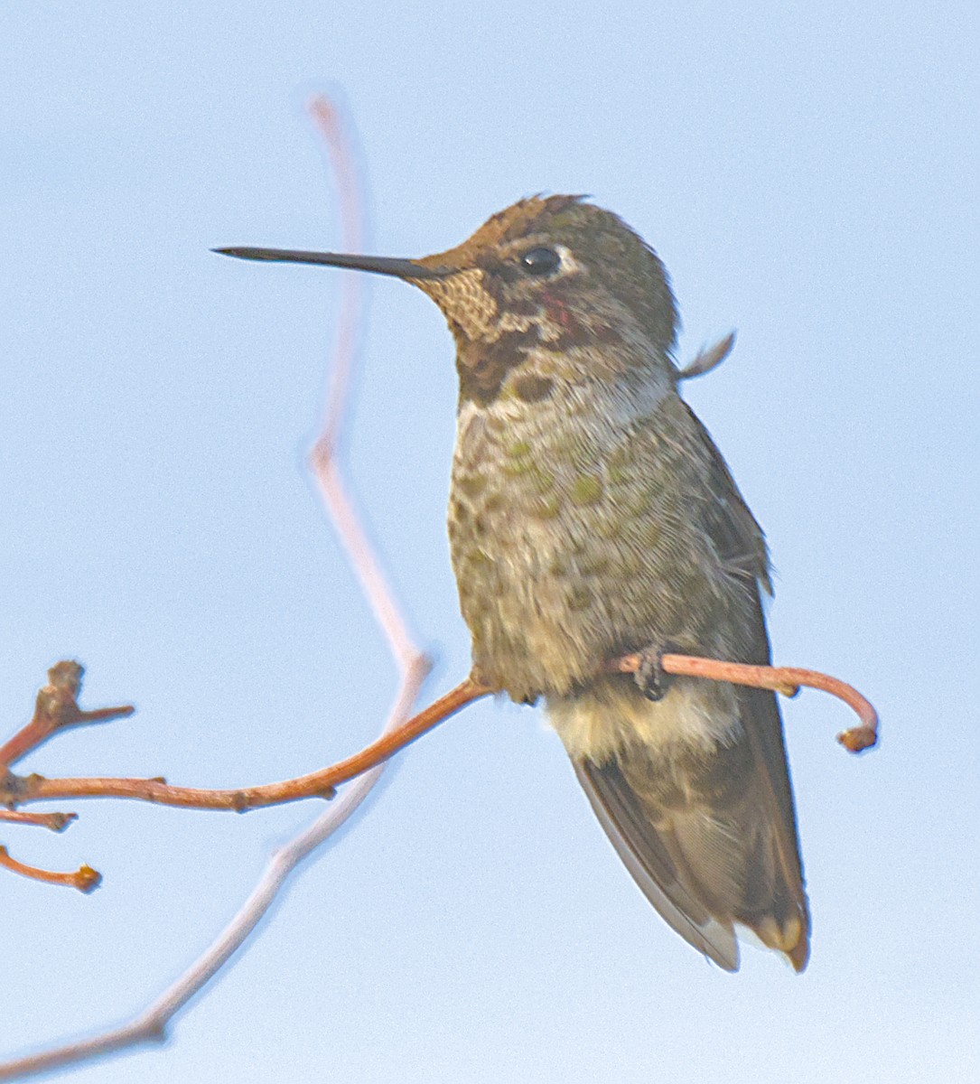 Anna's Hummingbird - ML642692411