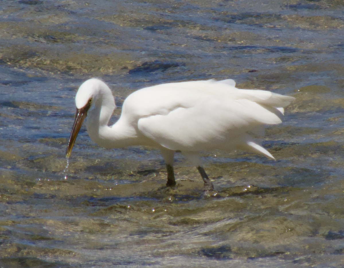 Pacific Reef-Heron - ML642692412