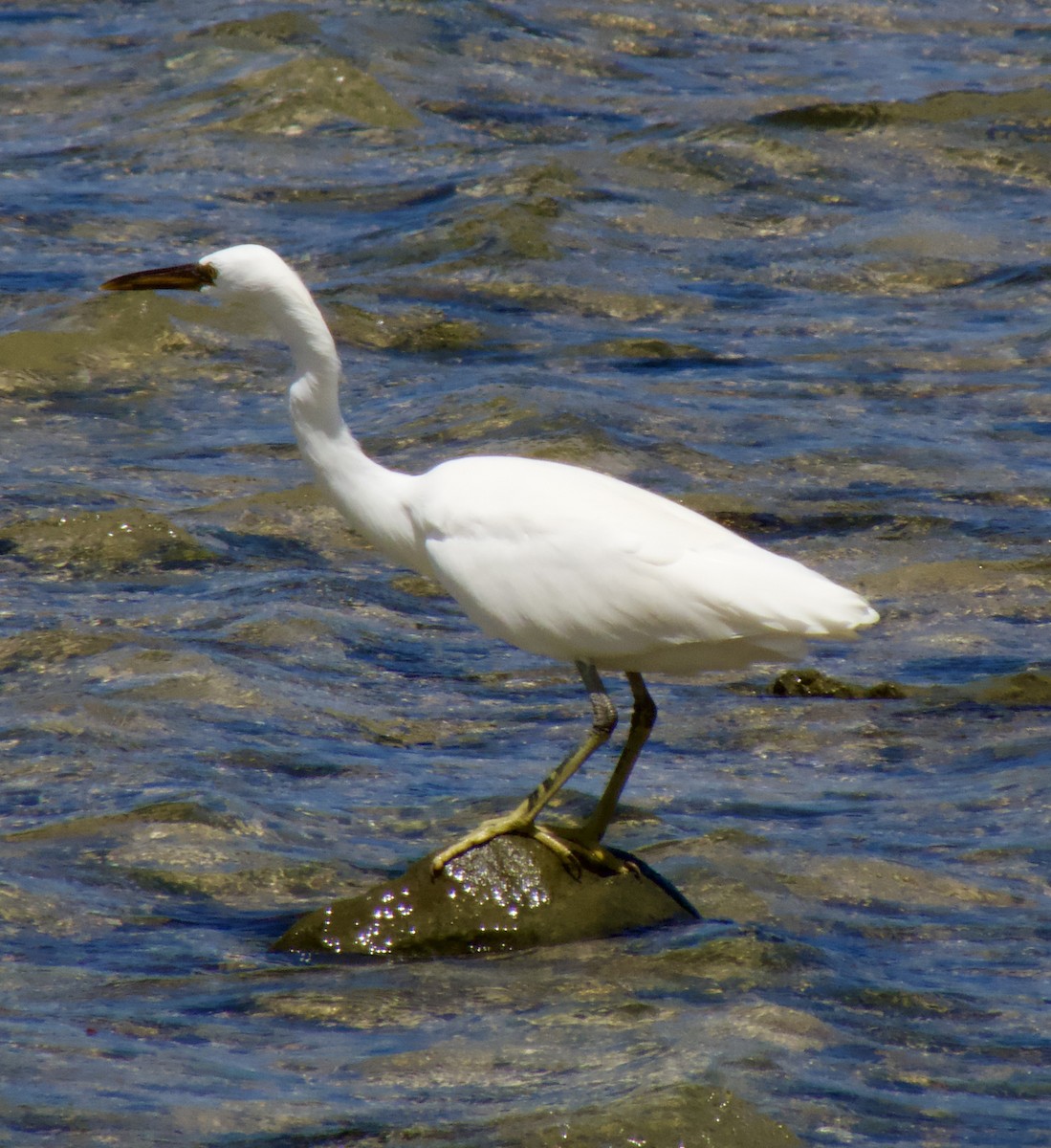 Pacific Reef-Heron - ML642692413
