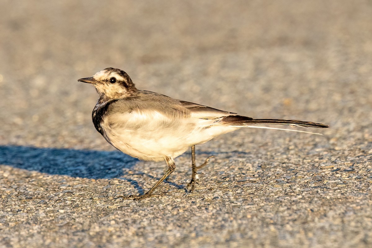 White Wagtail - ML642692414