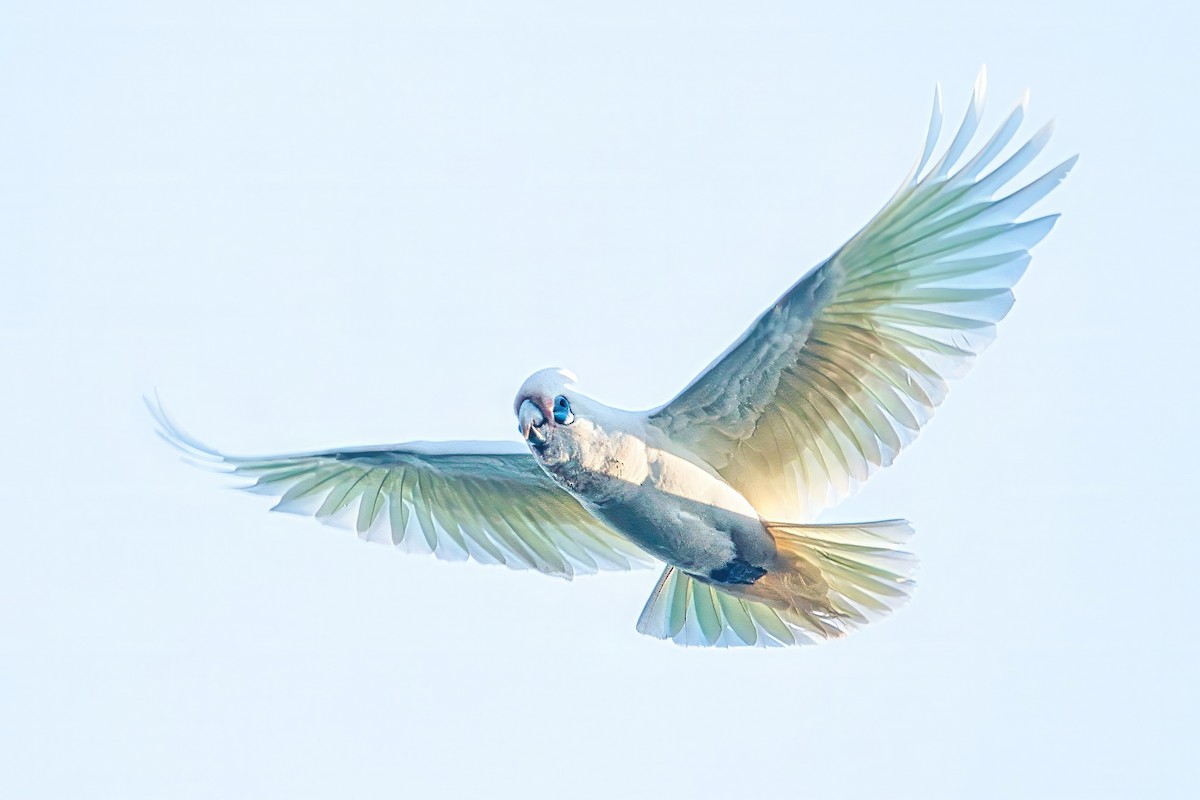 Little Corella - ML642692415