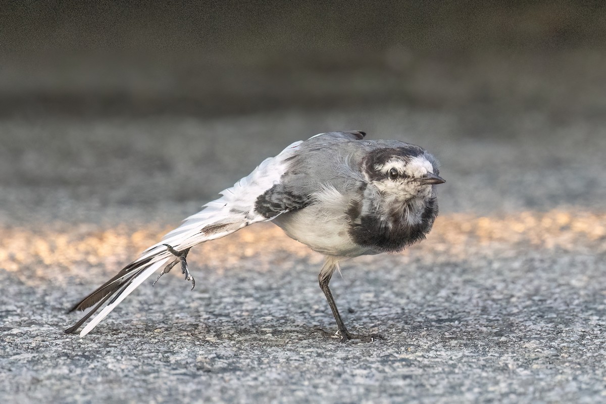 White Wagtail - ML642692417