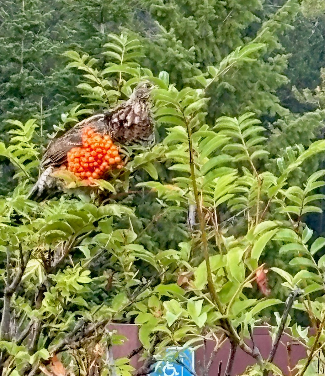 Dusky Grouse - ML642692418