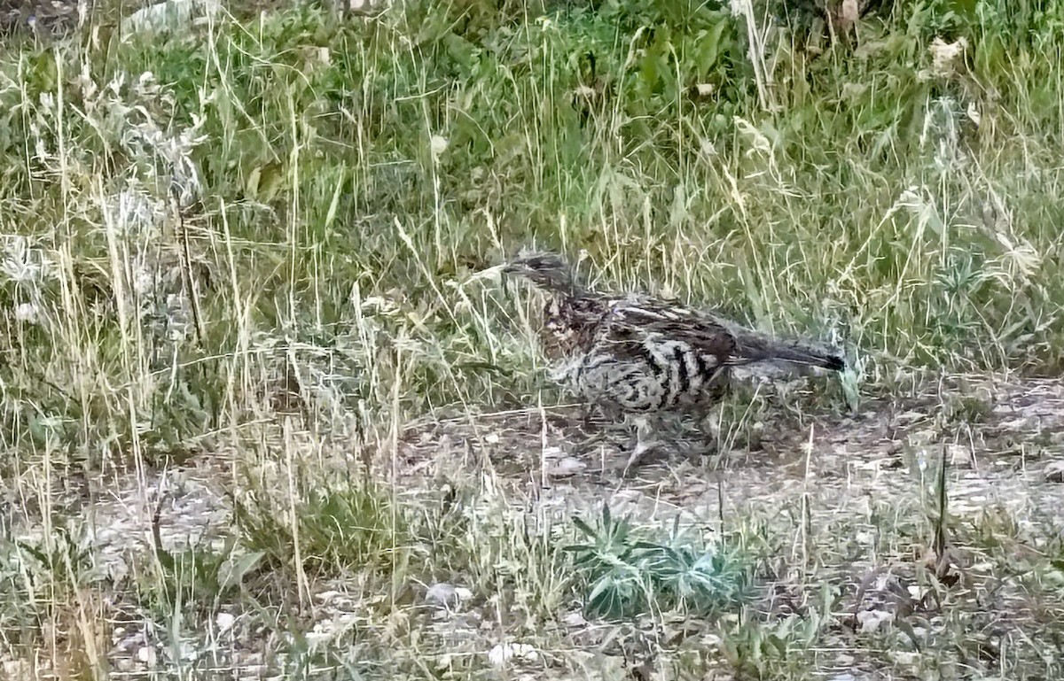 Dusky Grouse - ML642692420