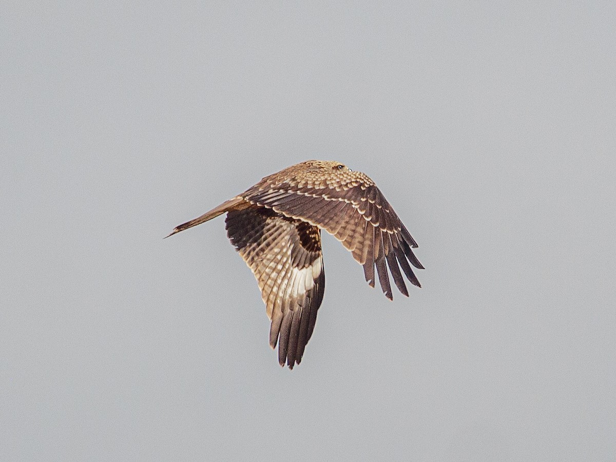 Black Kite - ML642692421
