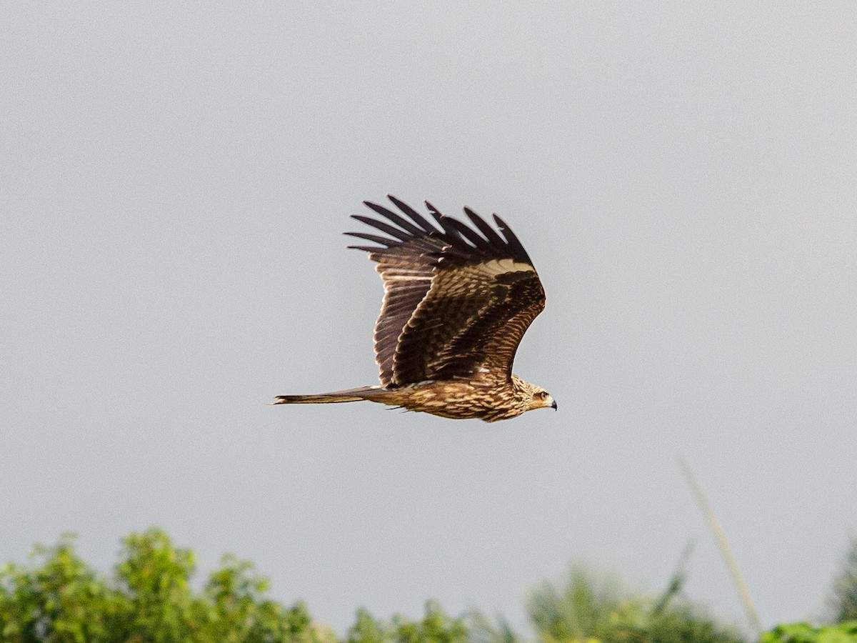 Black Kite - ML642692422