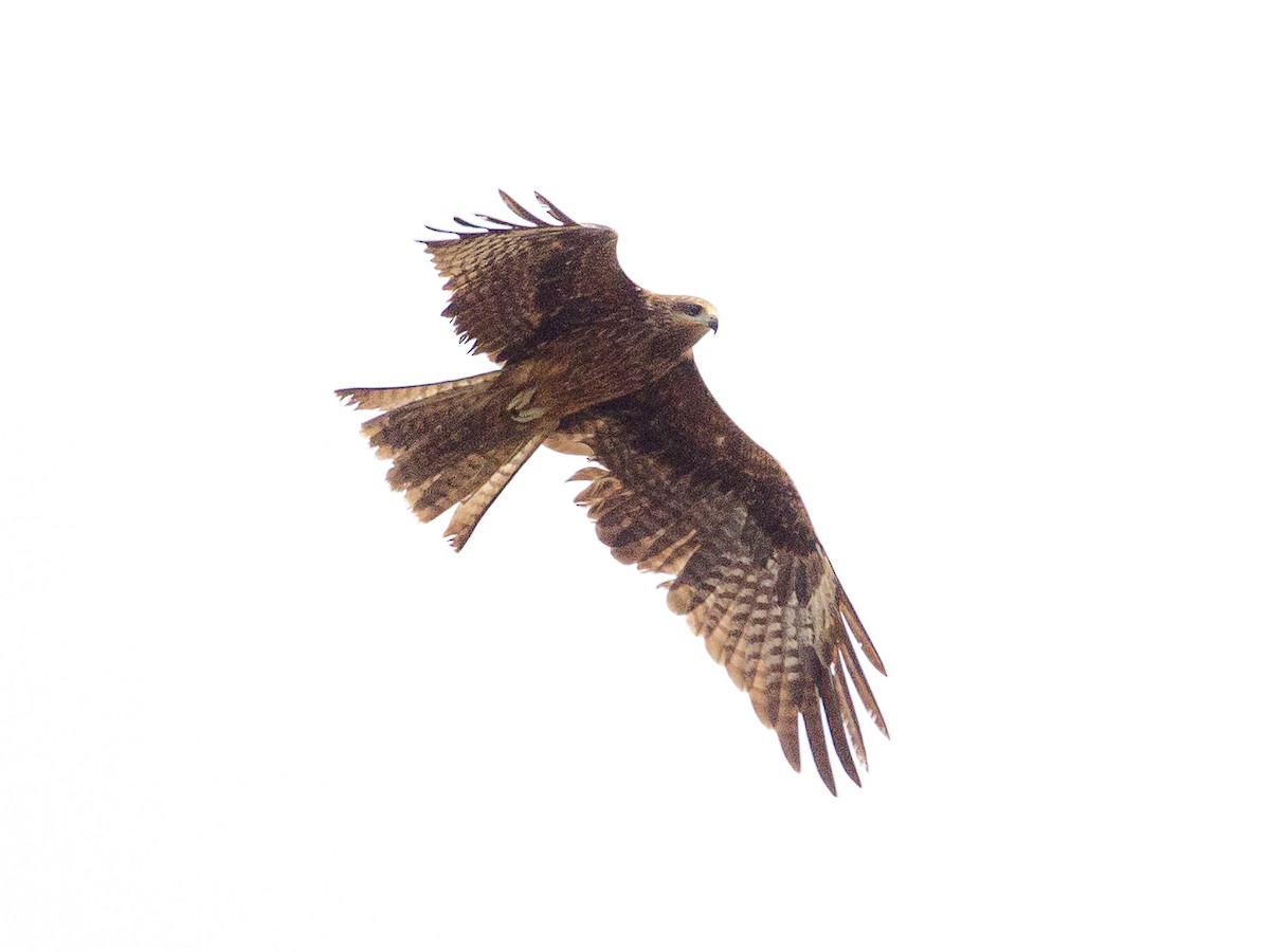 Black Kite - ML642692423