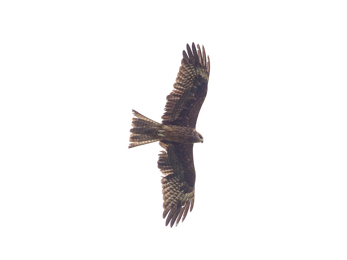 Black Kite - ML642692424