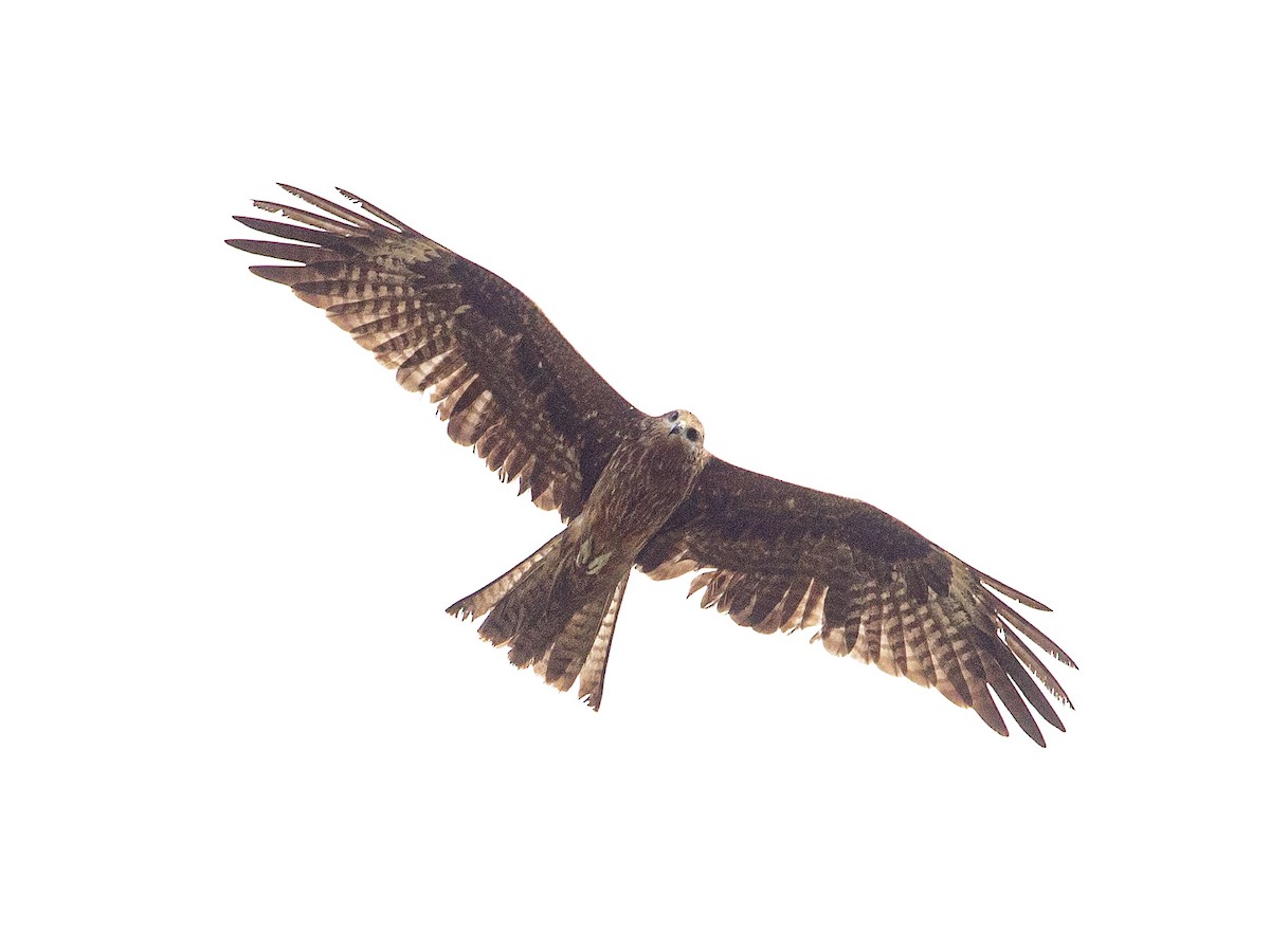 Black Kite - ML642692425