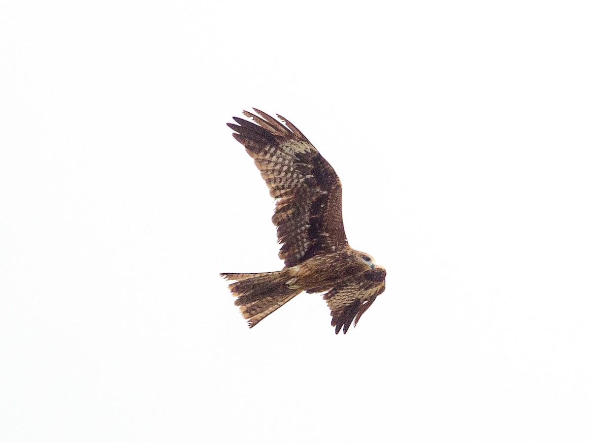 Black Kite - ML642692426