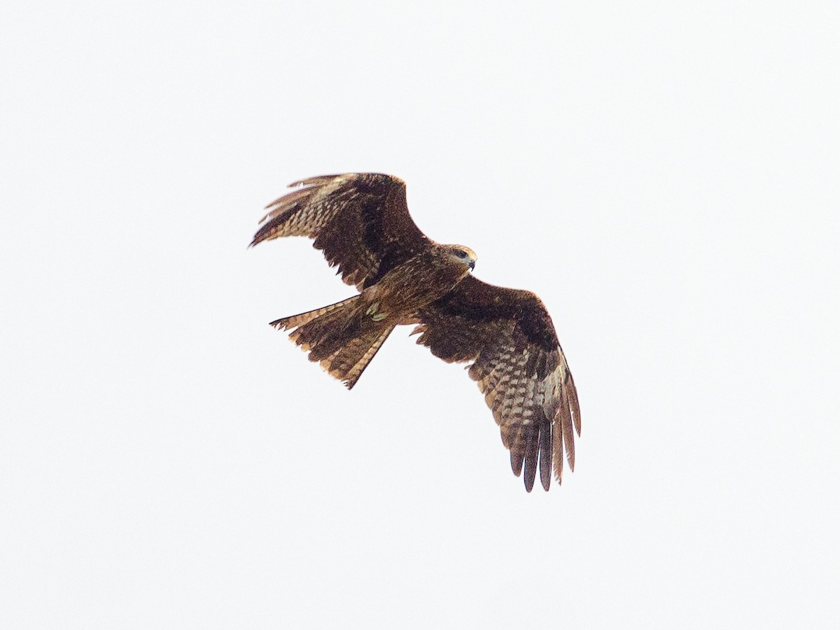 Black Kite - ML642692427