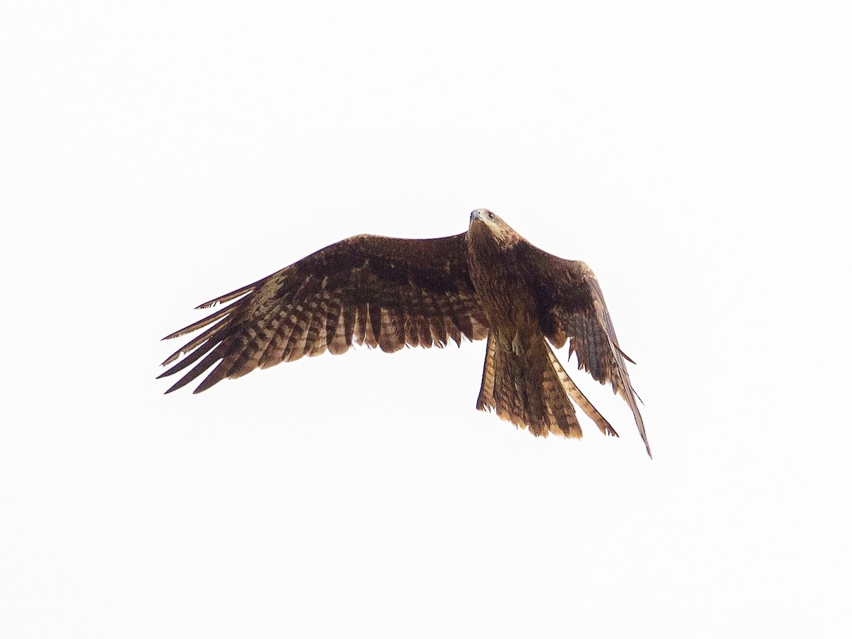 Black Kite - ML642692428
