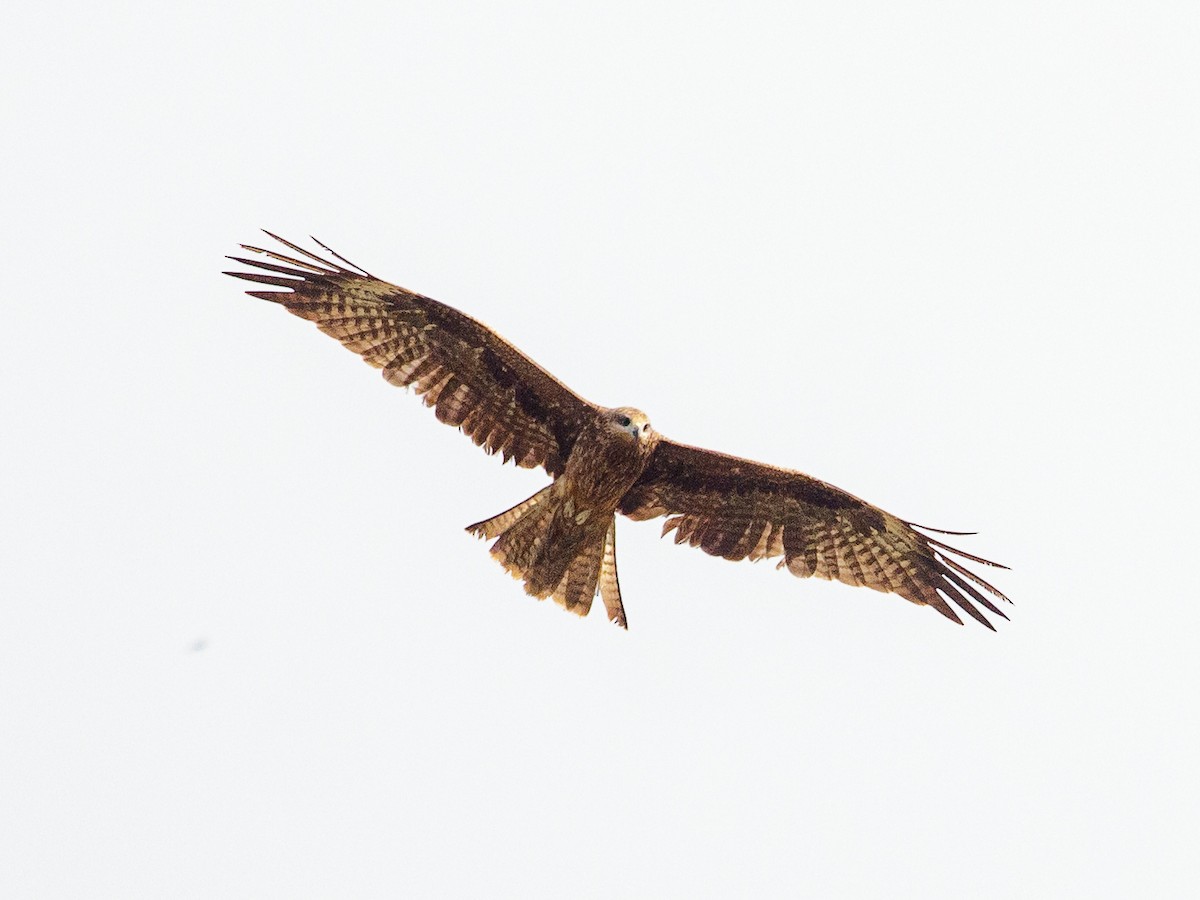 Black Kite - ML642692429