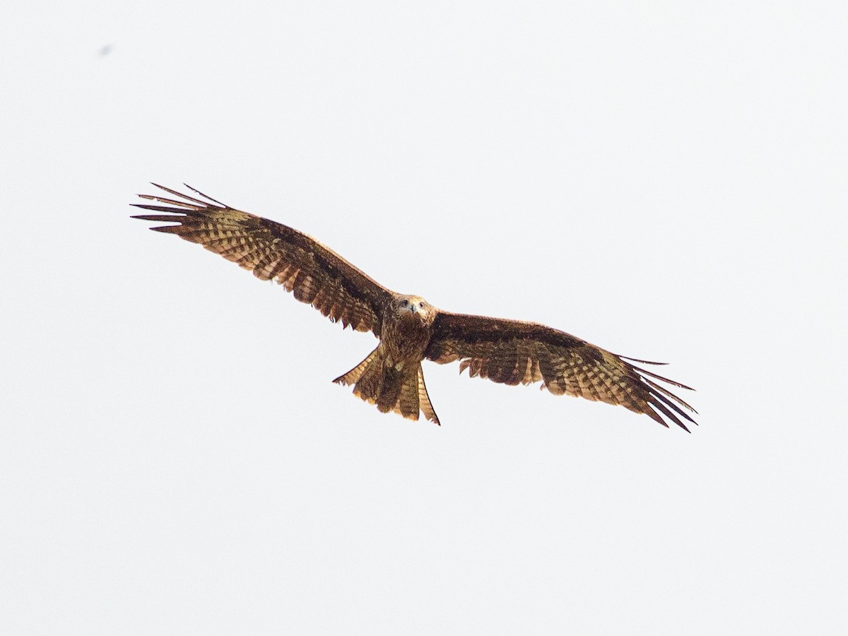 Black Kite - ML642692430