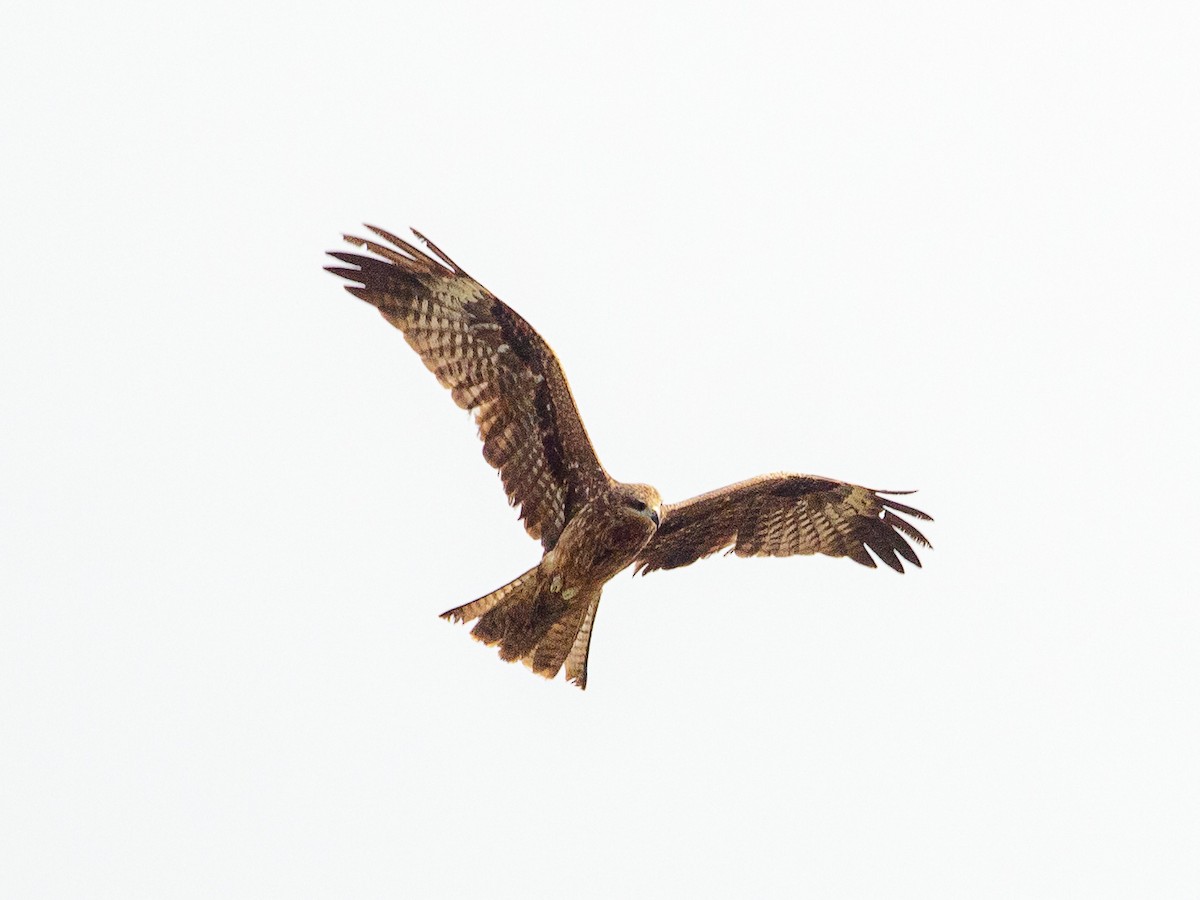 Black Kite - ML642692431