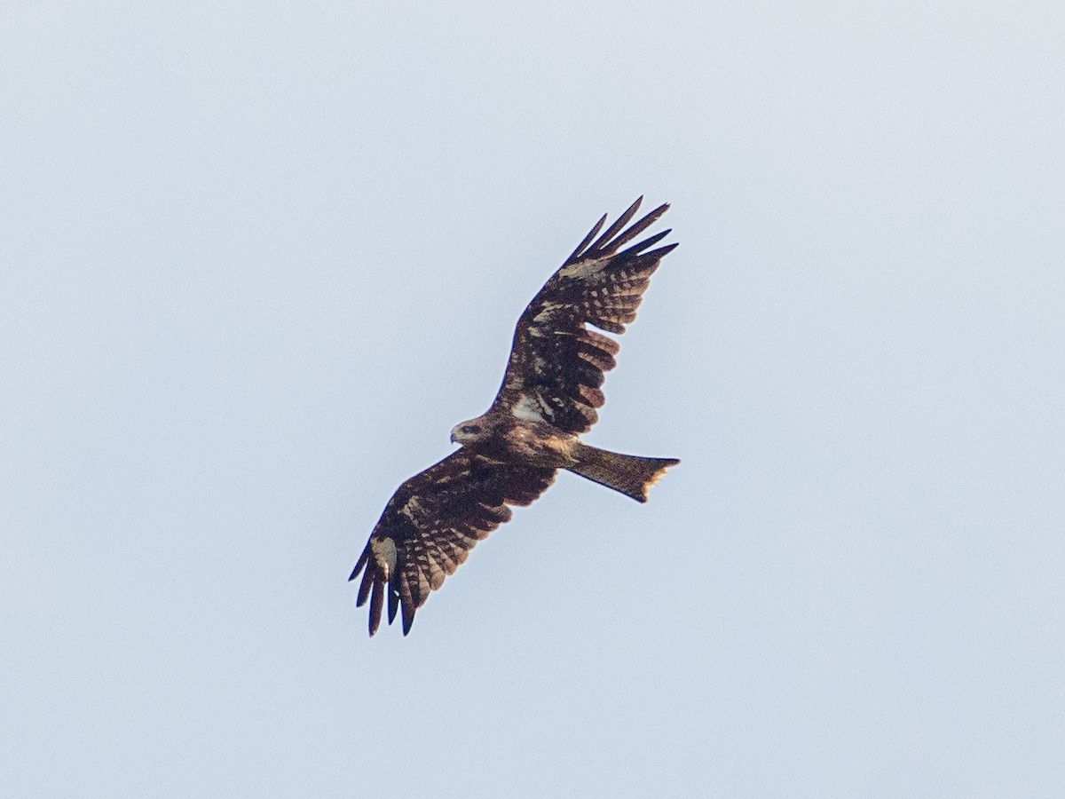 Black Kite - ML642692433