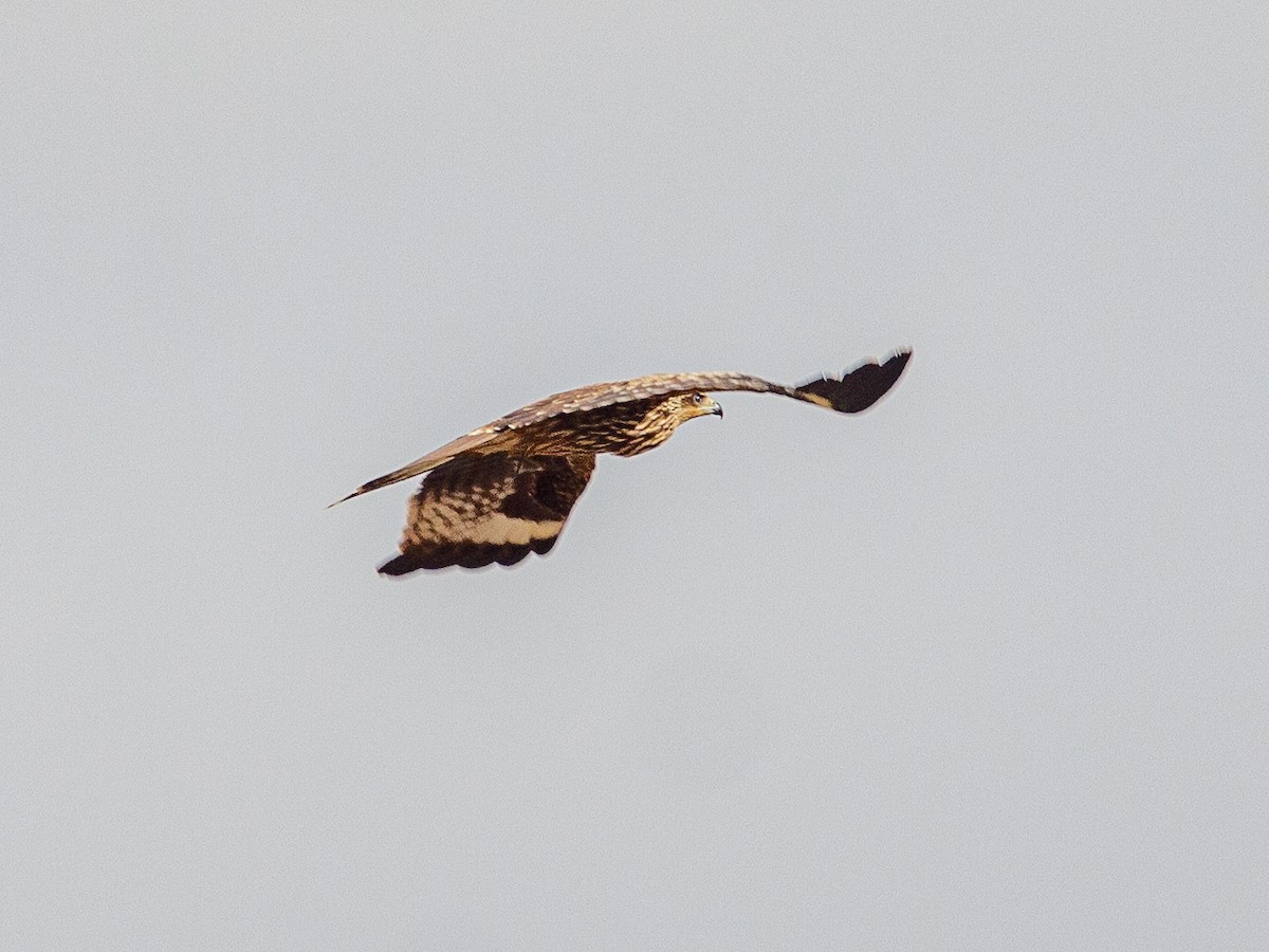 Black Kite - ML642692434
