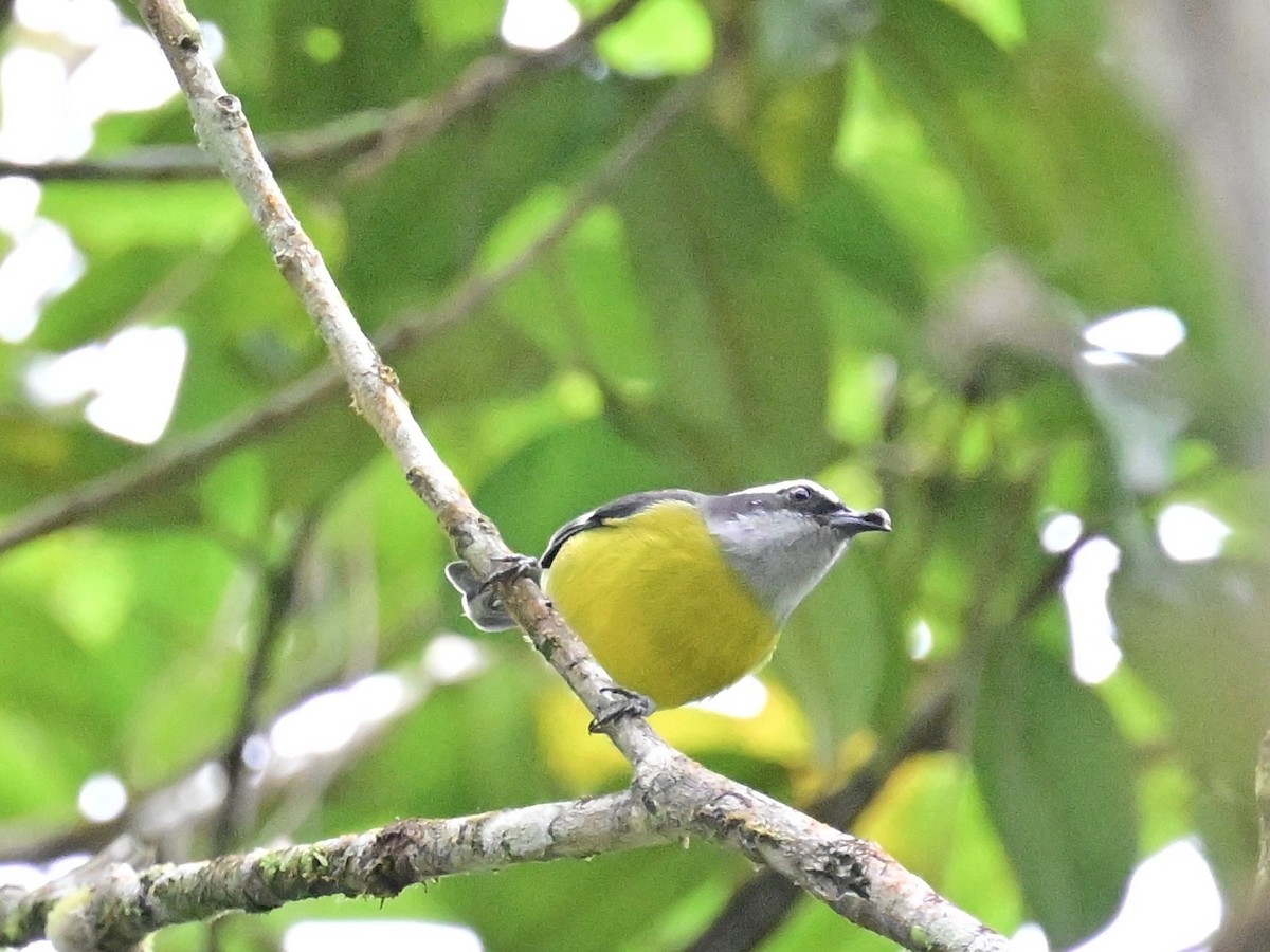 Bananaquit - ML642692441