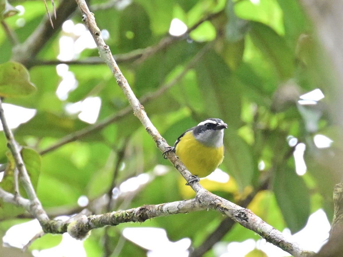 Bananaquit - ML642692443
