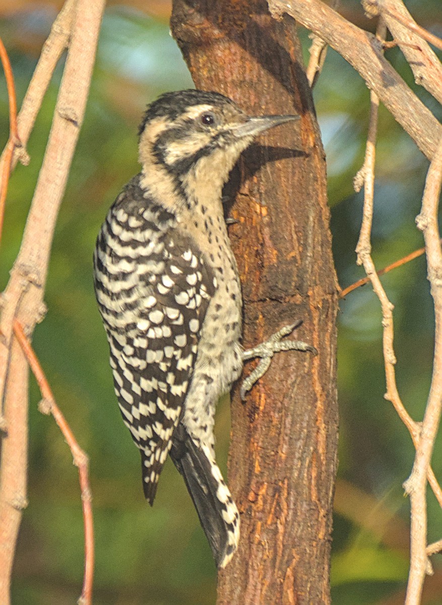 Ladder-backed Woodpecker - ML642692444