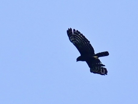 Black Hawk-Eagle - ML642692468