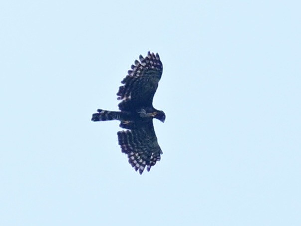 Black Hawk-Eagle - ML642692469