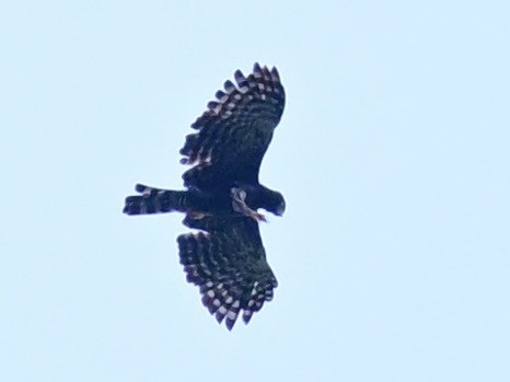 Black Hawk-Eagle - ML642692470
