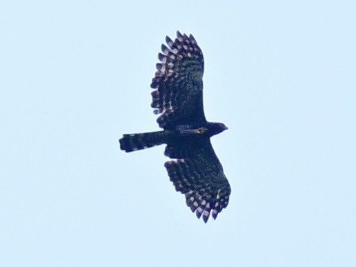 Black Hawk-Eagle - ML642692471