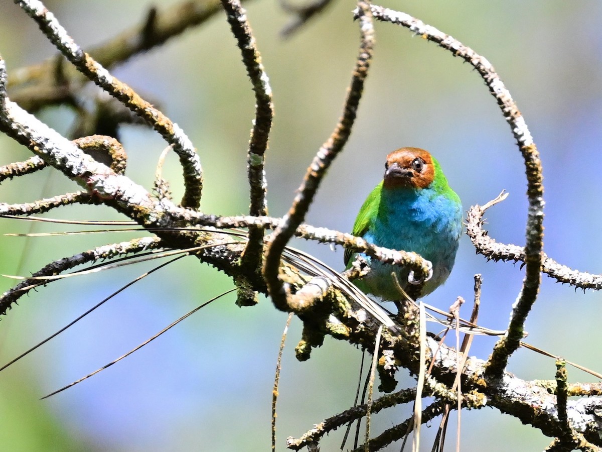Bay-headed Tanager - ML642692486