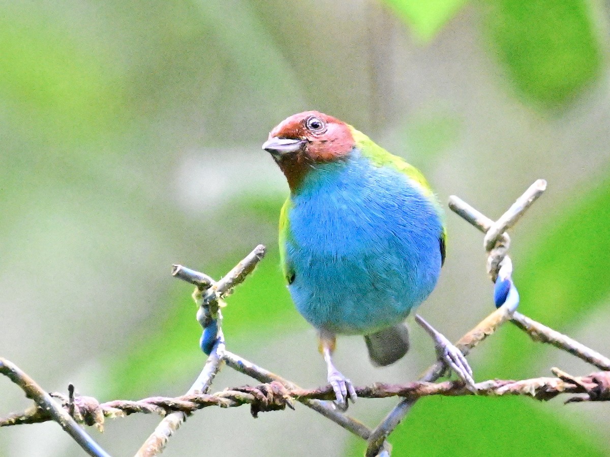 Bay-headed Tanager - ML642692488