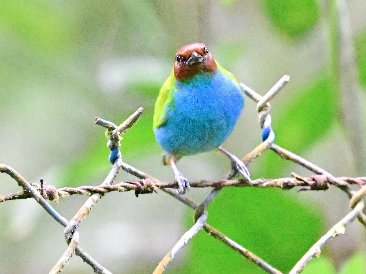 Bay-headed Tanager - ML642692489