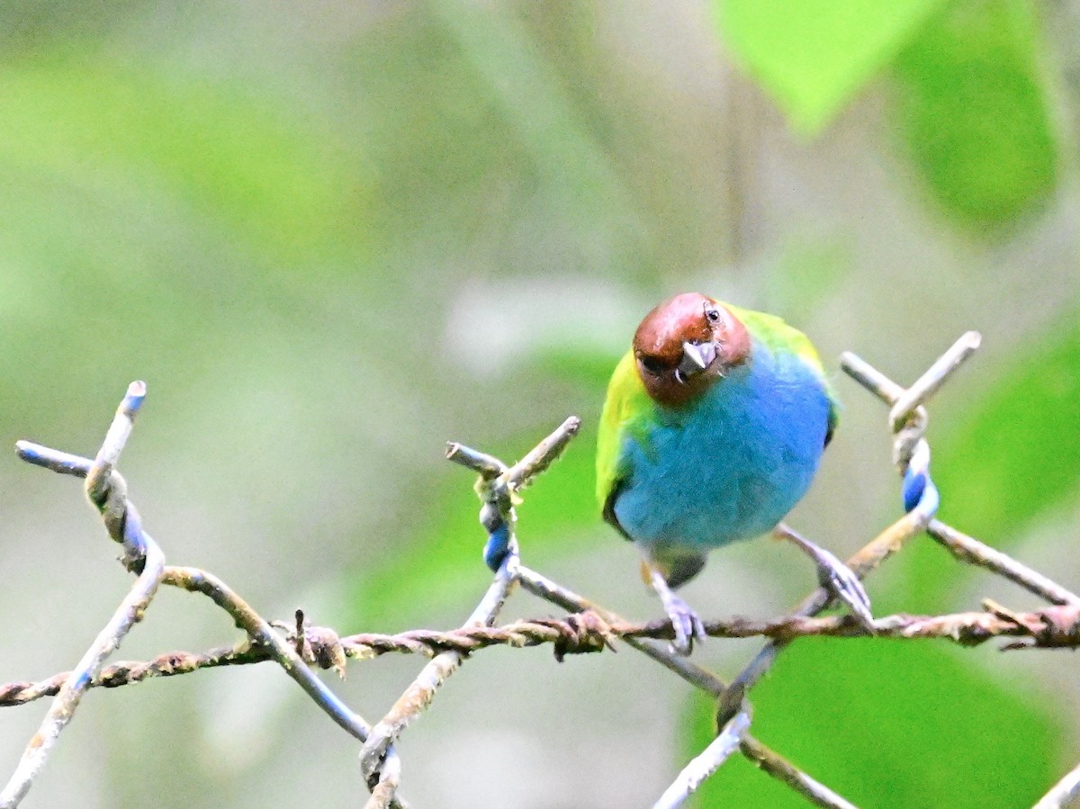 Bay-headed Tanager - ML642692490