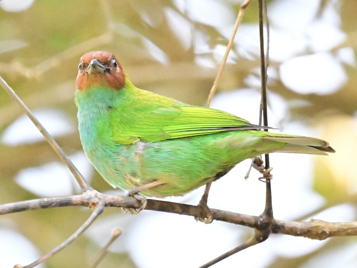 Bay-headed Tanager - ML642692491