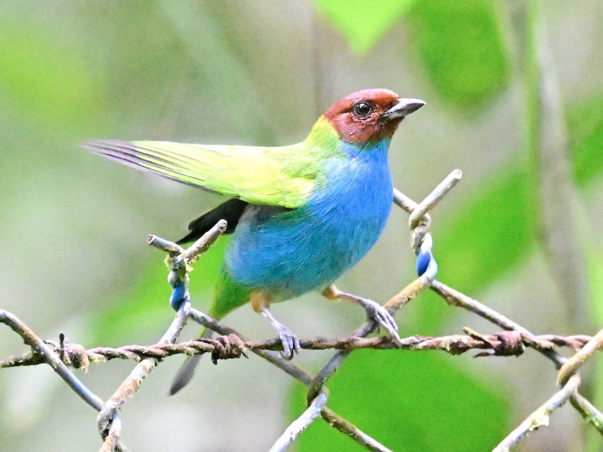 Bay-headed Tanager - ML642692492