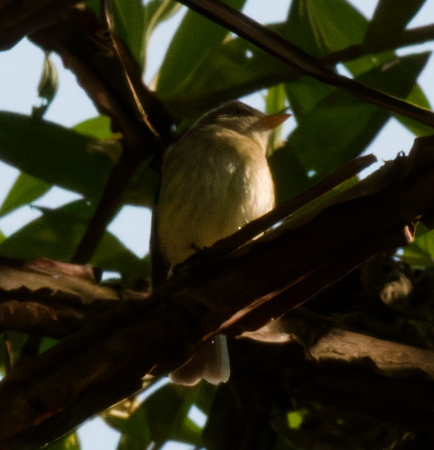 Euler's Flycatcher - ML642692494
