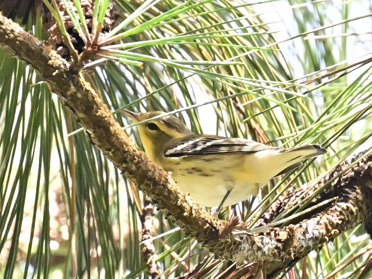 Blackburnian Warbler - ML642692495