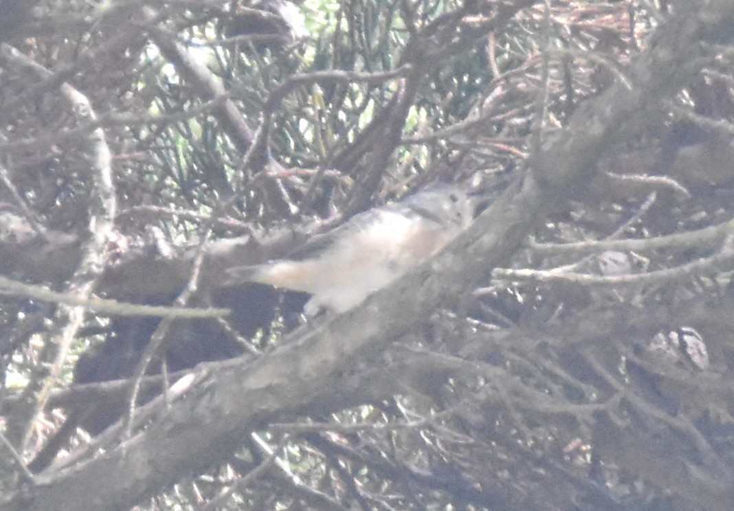 Lucy's Warbler - ML642692498