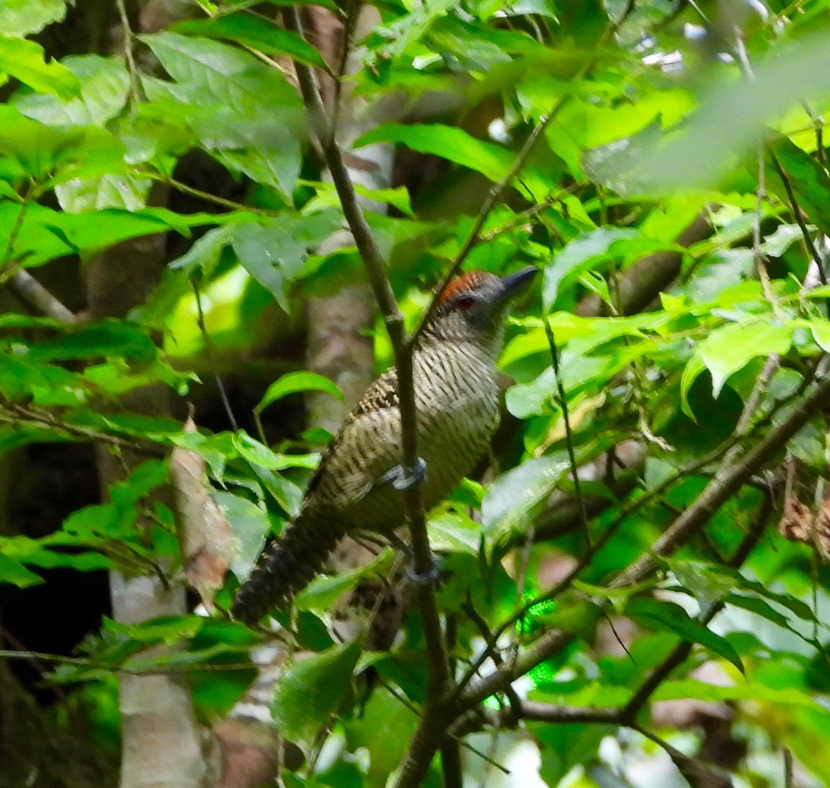 Fasciated Antshrike - ML642692576