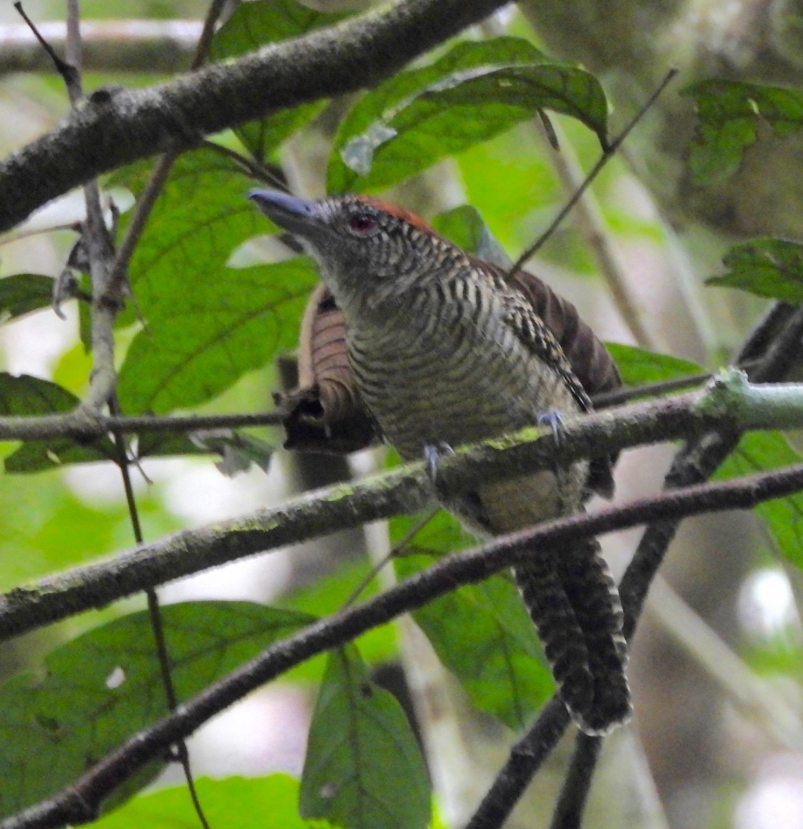 Fasciated Antshrike - ML642692577