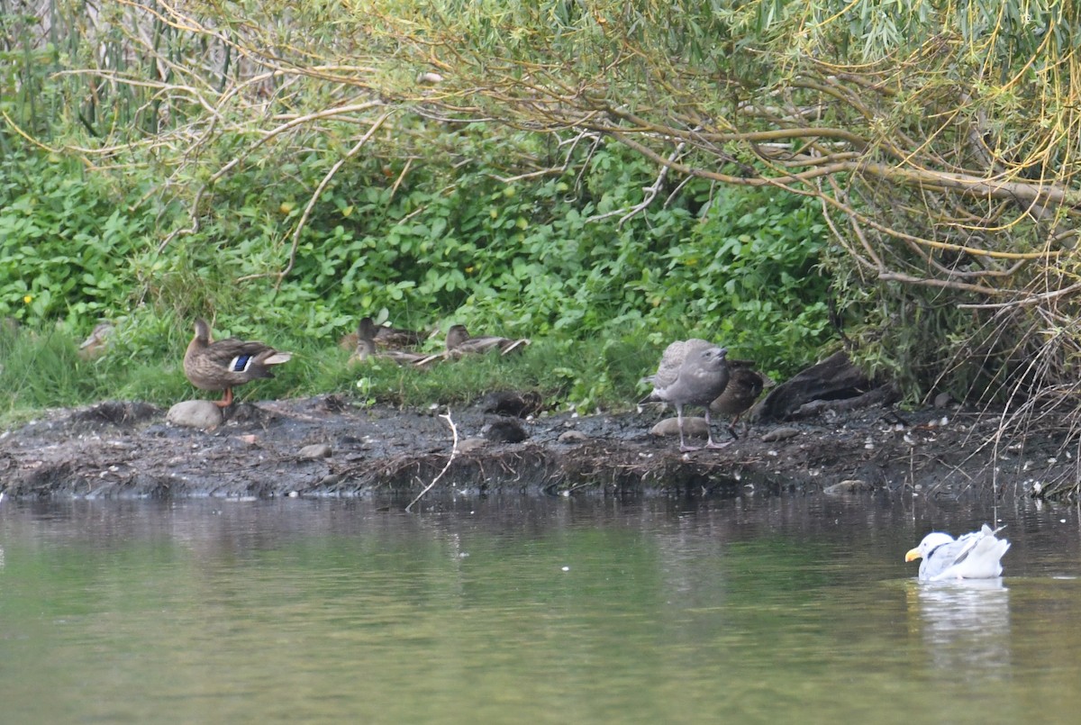 Mallard - ML642692578