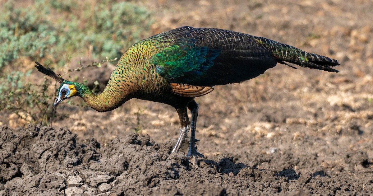 Green Peafowl - ML642692586