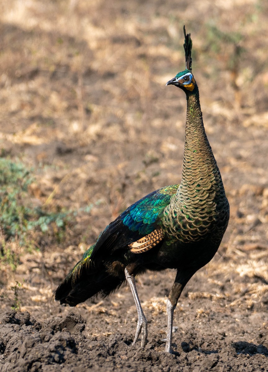 Green Peafowl - ML642692587