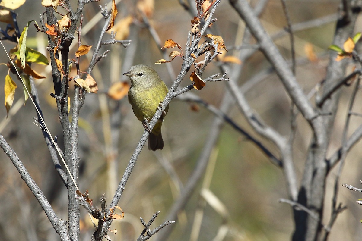 Orange-crowned Warbler - ML642692656