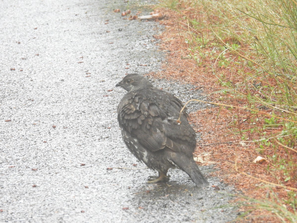 Sooty Grouse - ML642692657