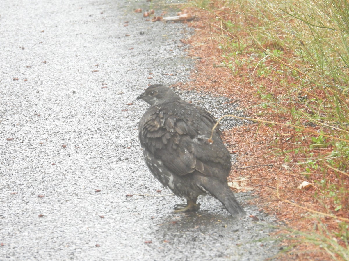Sooty Grouse - ML642692658