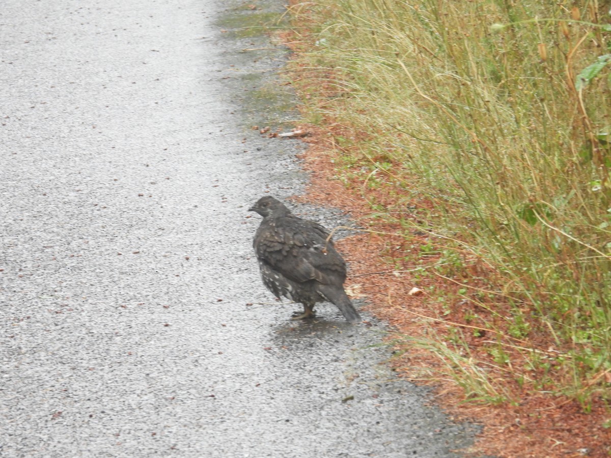 Sooty Grouse - ML642692659
