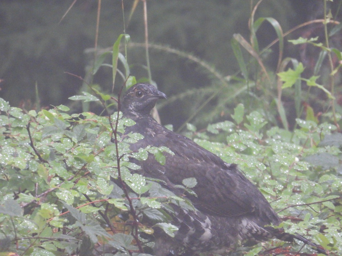 Sooty Grouse - ML642692660