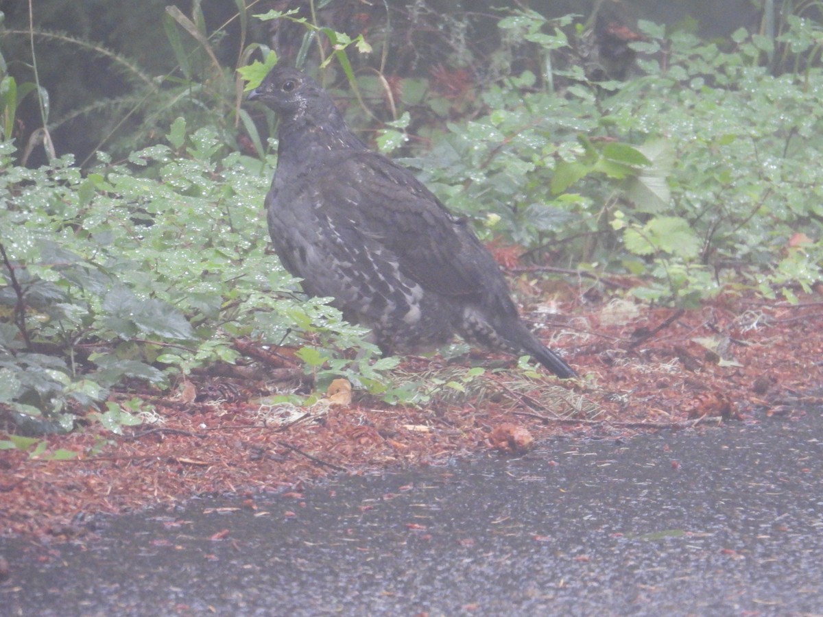 Sooty Grouse - ML642692661